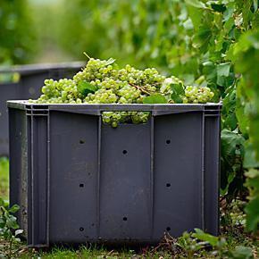 Escape to the vineyards of Champagne, France
