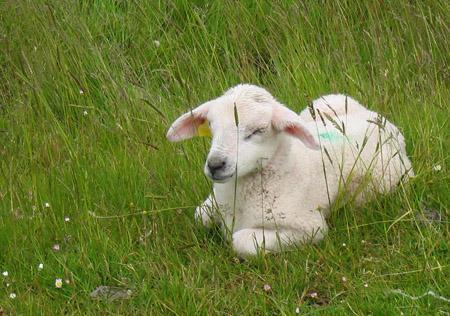 Baby Sheep