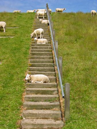 Sheep on Stairs