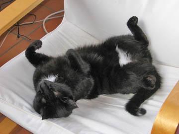 cats0024 My cats are so Dignified...
