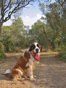 Caesar in the olive groves that Van Gogh once painted.