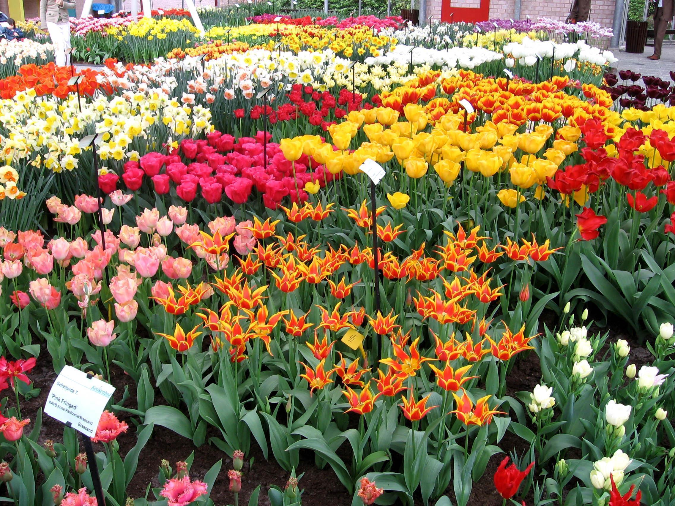 noordwijk060008 Tulip Time and Summer in April