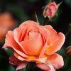 Coloma Rose Garden, Sint-Pieters-Leeuw, Belgium