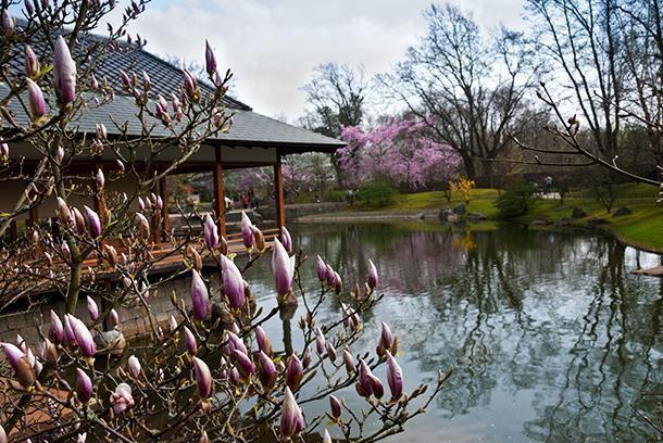 Springtime at the Japanese Garden is stunning.