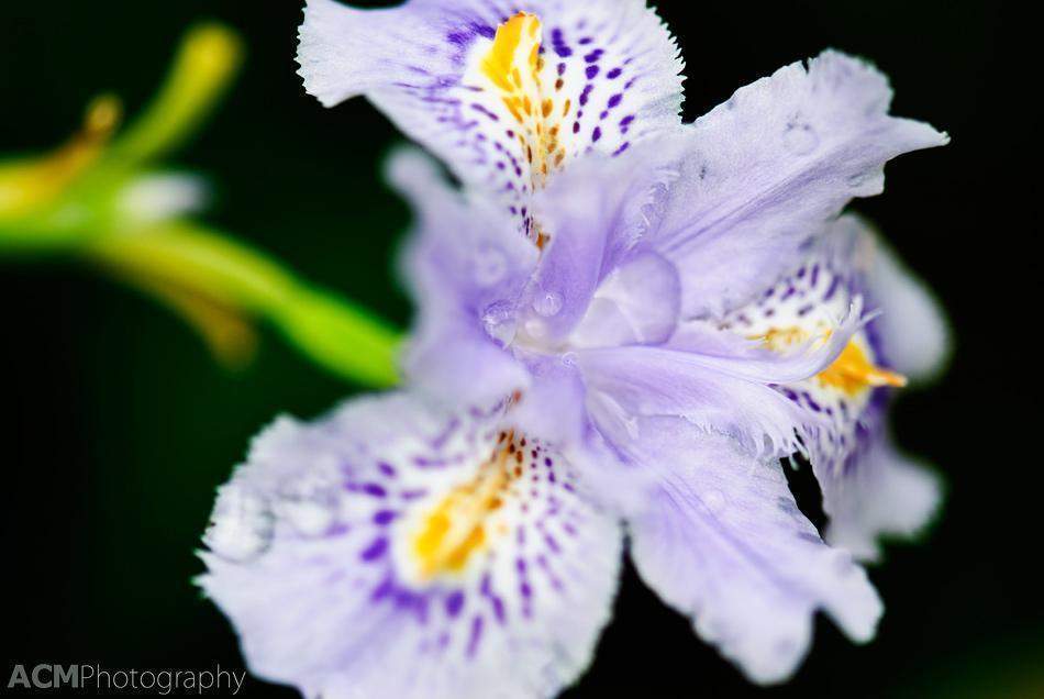 Iris confusa also known as the Bamboo iris