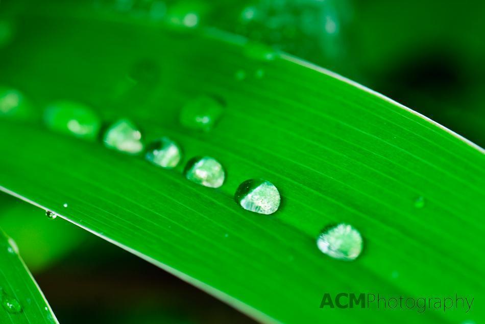 Palm leaf with water drops