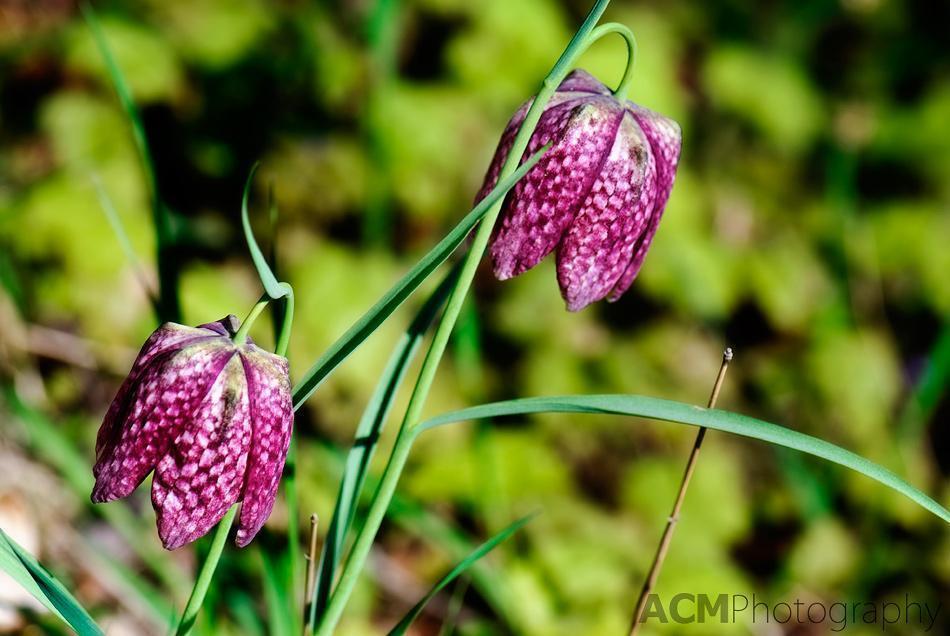 Fritillaria meleagris also known as Snake's Head Fritillary, Checkered Daffodil, Chess Flower, Frog-cup, Guinea-hen Flower, Leper Lily.