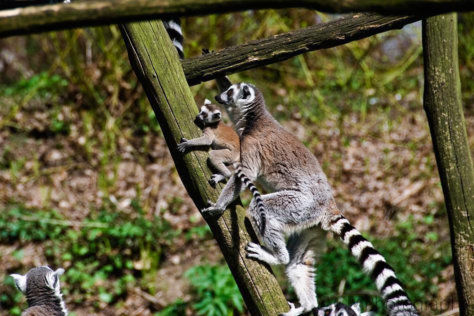 Lemur Baby getting a boost