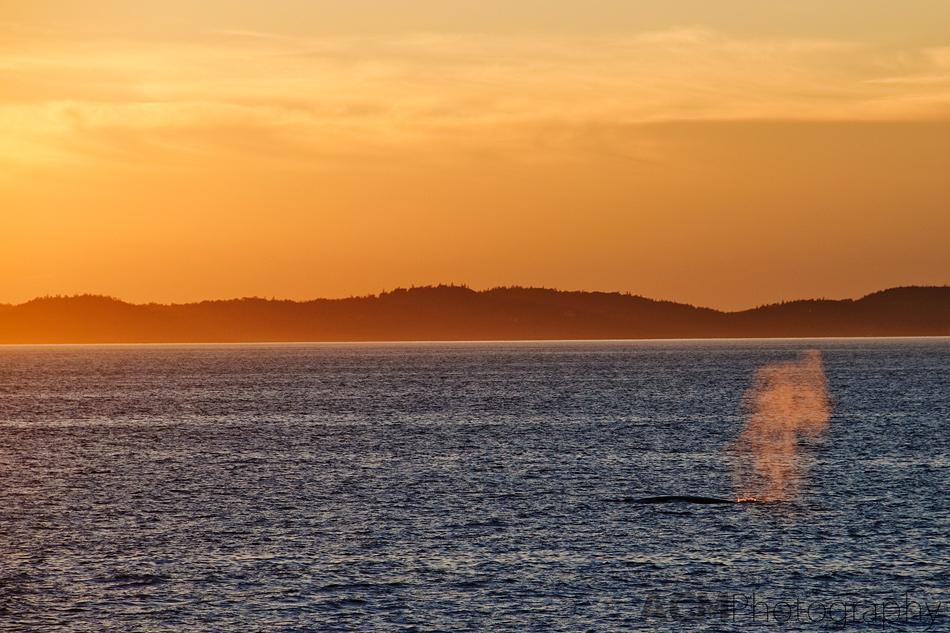 Whale watching at sunset