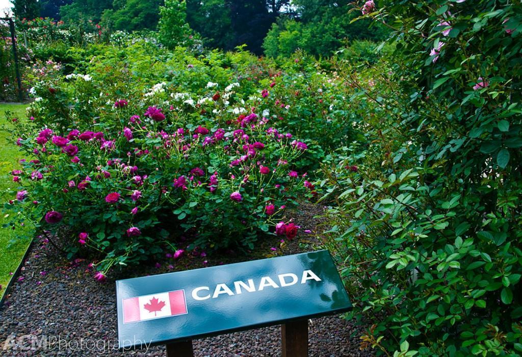 Canadian Roses in Coloma Garden