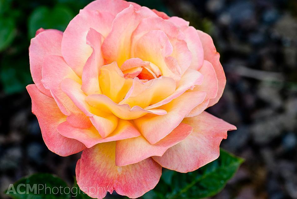 Rose Waverland in Coloma Rose Garden