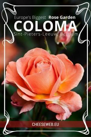 Europe's Largest Rose Garden, Coloma Garden in Sint-Pieters-Leeuw, Belgium
