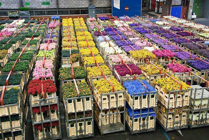 aalsmeer netherlands flower auction