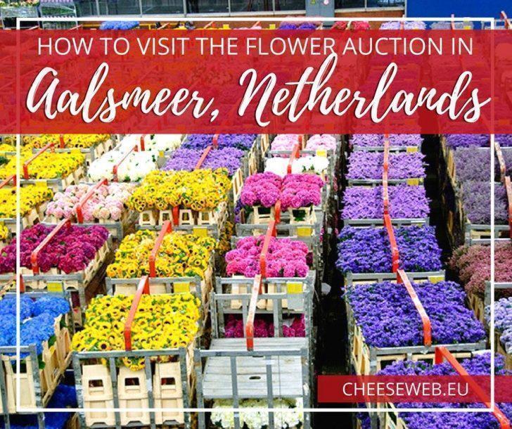 Owned by Royal FloraHolland, the Aalsmeer Flower Auction in The Netherlands is the worlds largest flower distribution centre. It's an easy day-trip from Amsterdam. We'll show you how to get there and what to expect.