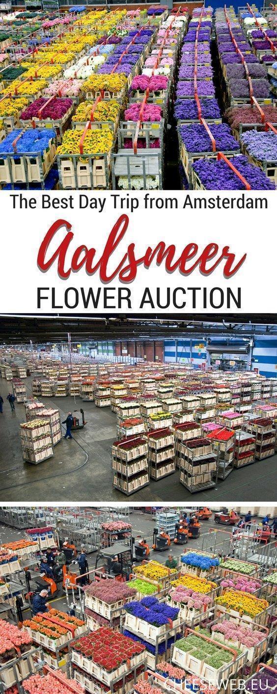 Owned by Royal FloraHolland, the Aalsmeer Flower Auction in The Netherlands is the worlds largest flower distribution centre. It's an easy day-trip from Amsterdam. We'll show you how to get there and what to expect.