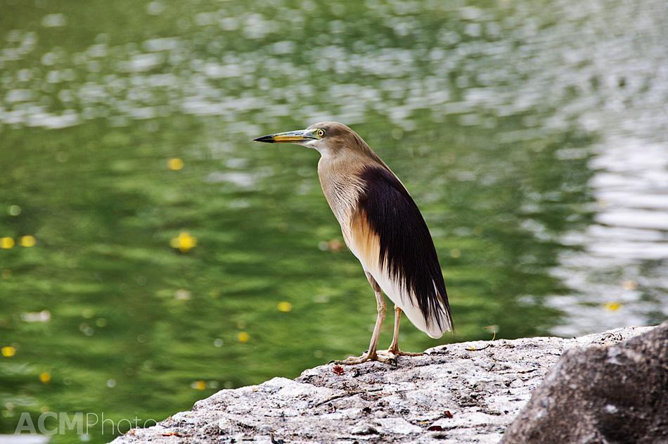 Bird watching at the Taj Kumarakom