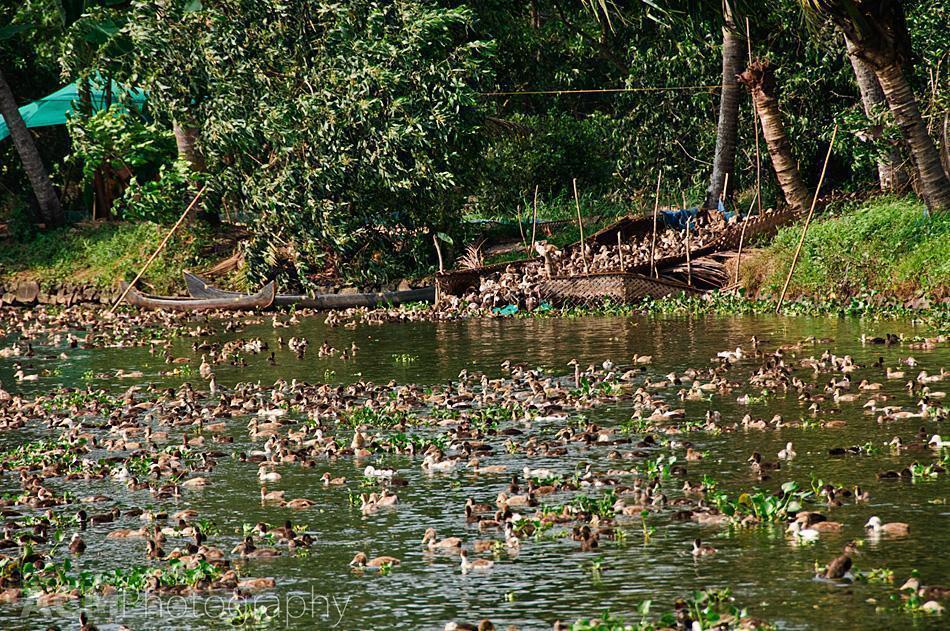 Duck Farm in Kerala