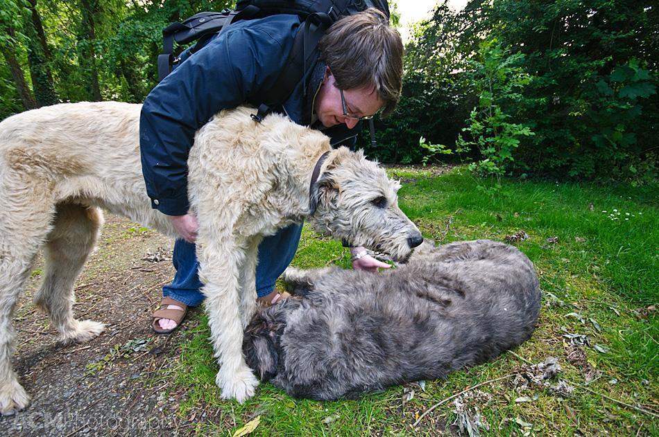 Getting some love from the Irish Wolfhounds