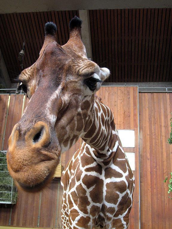 Giraffe at Cologne Zoo