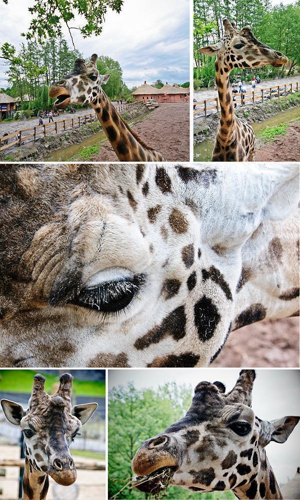 The friendly giraffes of Pairi Daiza