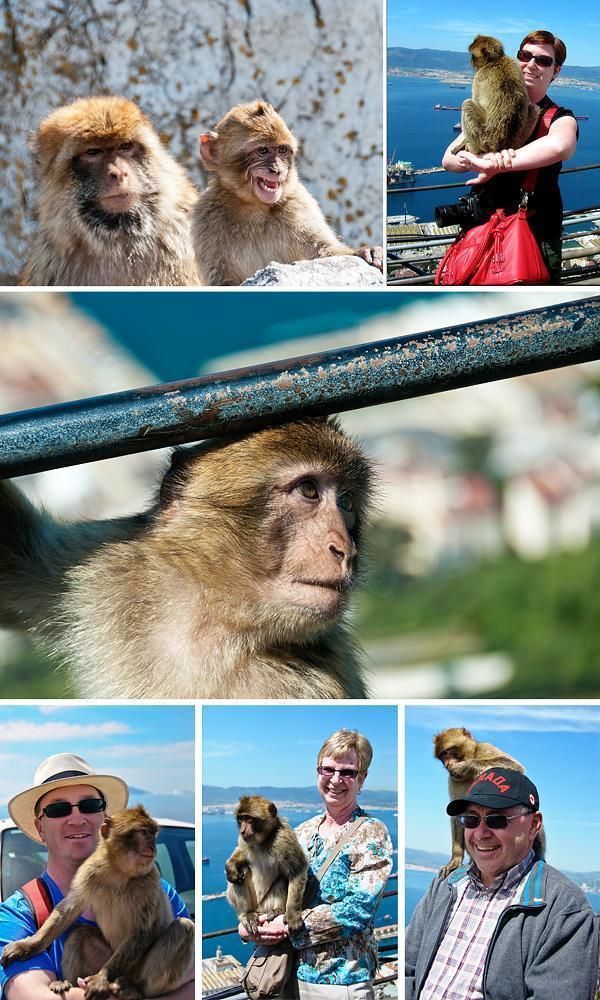 Gibraltar's Barbary Macaques