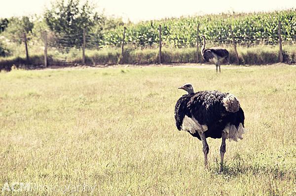 Autrucherie du Pont d’Amour ostrich farm