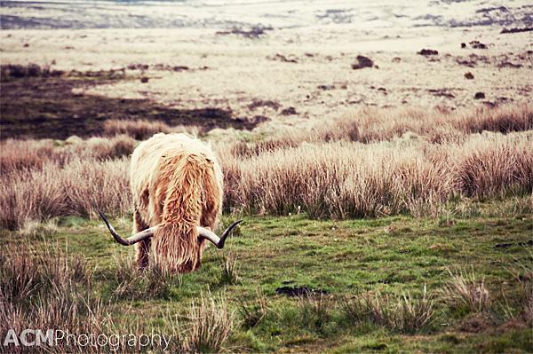 Highland Cattle in Dartmoor