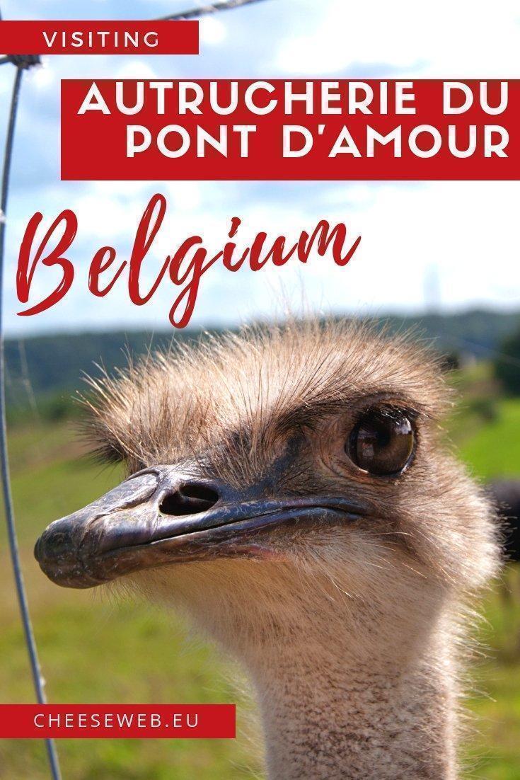 Ah, the beautiful Belgian countryside. Is there anything more calming than driving past fields of corn, cattle, bales of golden hay and ... ostriches?!? This was our reaction when we first discovered the Autrucherie du Pont d’Amour ostrich farm, near Dinant, Belgium.