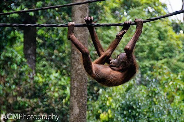 It may look like a zoo, but these Orangutans are free to come and go as they like.