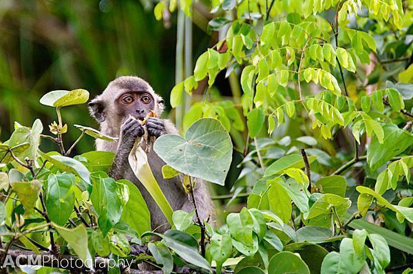 This macaque is enjoying the local produce.