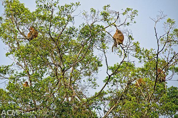Family group of proboscis monkeys.
