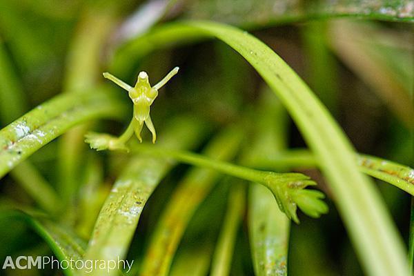What does this tiny green orchid remind you of?