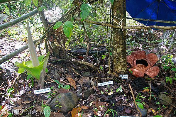 The highly protected rafflesia