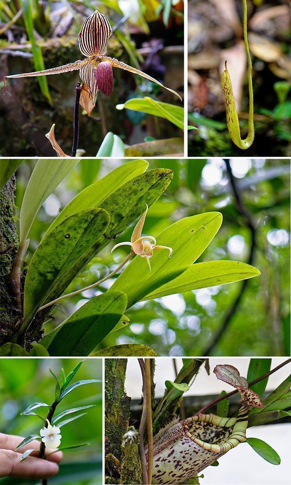 Some of Kinabalu Park's many plant species