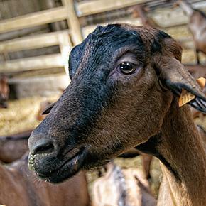 Chèvrerie d’Ozo goat farm