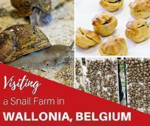 For a fun family day trip in Wallonia, Belgium, visit L'Escargotiere de Warnant, a snail farm producing one of the world's most sustainable foods.