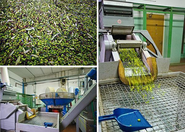 A peek inside Castelfalfi's olive pressing facility