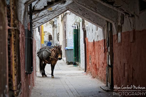 Donkey in Tetouan