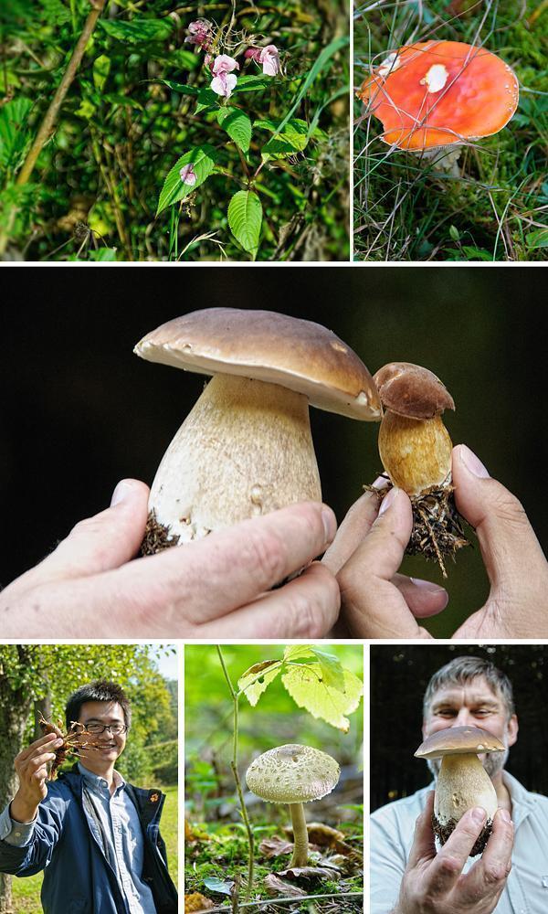 Our guide Richard (bottom right) shows us some of the forest's bounty