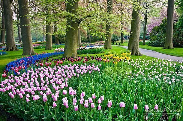 Avoid visiting Keukenhof on weekends if you want photos free of other visitors