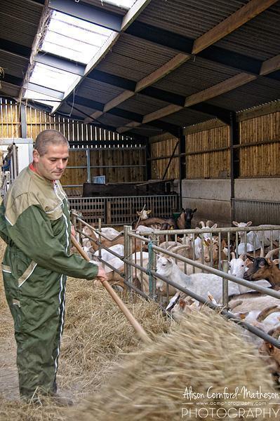 Christophe Poucet feeds his herd of goats