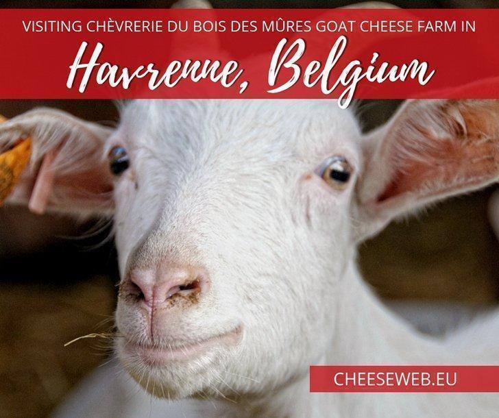 We taste delicious organic goat cheese from Belgian farm, Chèvrerie du Bois des Mûres, in Havrenne, near Rochefort, in the province of Namur.