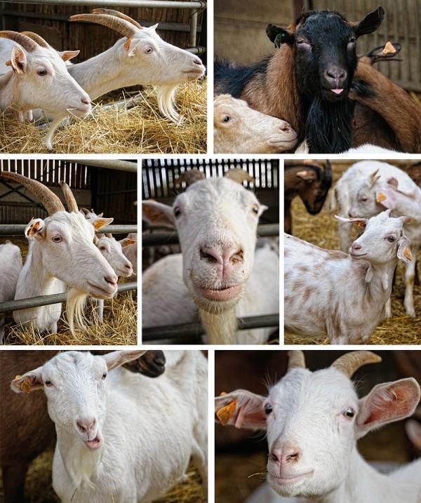 Chèvrerie du Bois des Mûres Goat Cheese Farm in Havrenne, Belgium