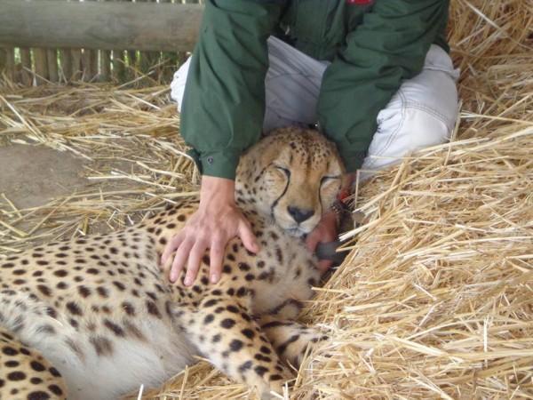 Learn about big cats at the Cheetah Outreach in Cape Town