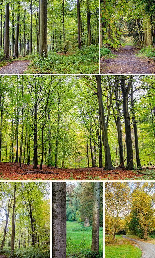 The Foret de Soignes is particularly beautiful in the autumn