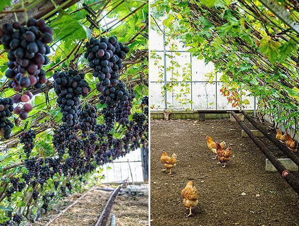 Chicken and grapes have a symbiotic relationship in organic farming