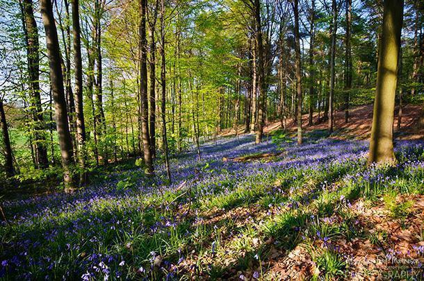 Low sun and long shadow make better photos of the Hallerbos
