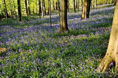 Hallerbos - Belgium's Blue Forest | CheeseWeb