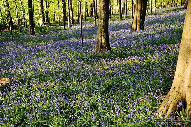 Hallerbos - Belgium's Blue Forest