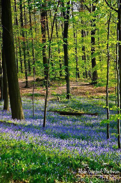Hallerbos gets busy so try to avoid weekends or go early or late in the day. 